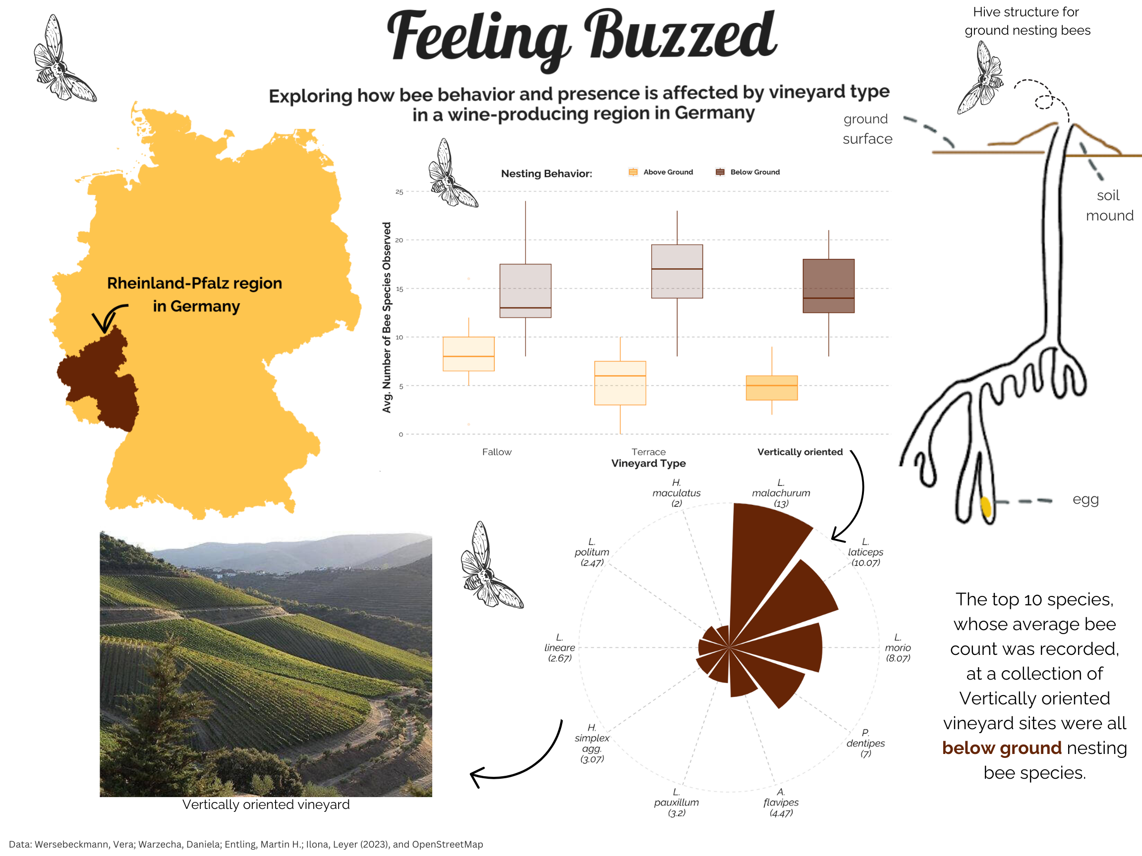 Infographic with a map of Germany with the Rheinfold-Pfalz region highlighted, a boxplot showing that between fallow, terraced, and vertically oriented vineyards above ground and below nesting bee distributions, and the top 10 species of bees for vertically oriented vineyards are all below ground nesting species, and an image depicting what a below ground hive structure